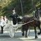 Noland's Horse-Drawn Carriages